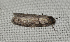 Ericrypsina ductaria