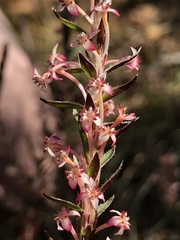 Struthiola ericoides