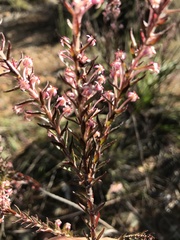 Struthiola ericoides