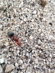 Myrmecocystus mendax