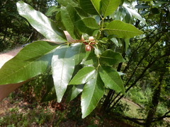 Fraxinus berlandieriana