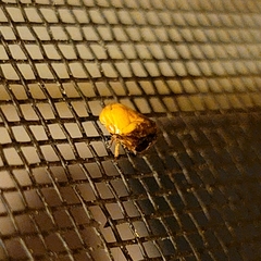 Clastoptera achatina