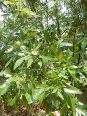Fraxinus berlandieriana