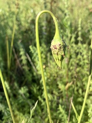 Microseris laciniata