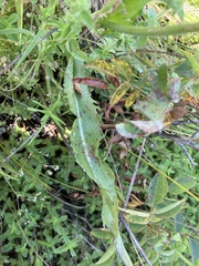 Microseris laciniata