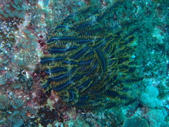 Crinozoa