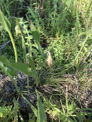 Microseris laciniata