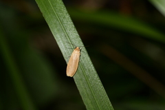 Danielithosia