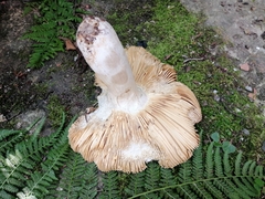 Russula alutacea