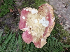 Russula alutacea