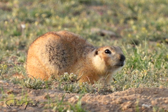 Spermophilus fulvus