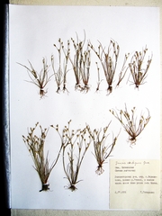 Juncus hybridus