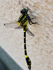 Melligomphus viridicostus