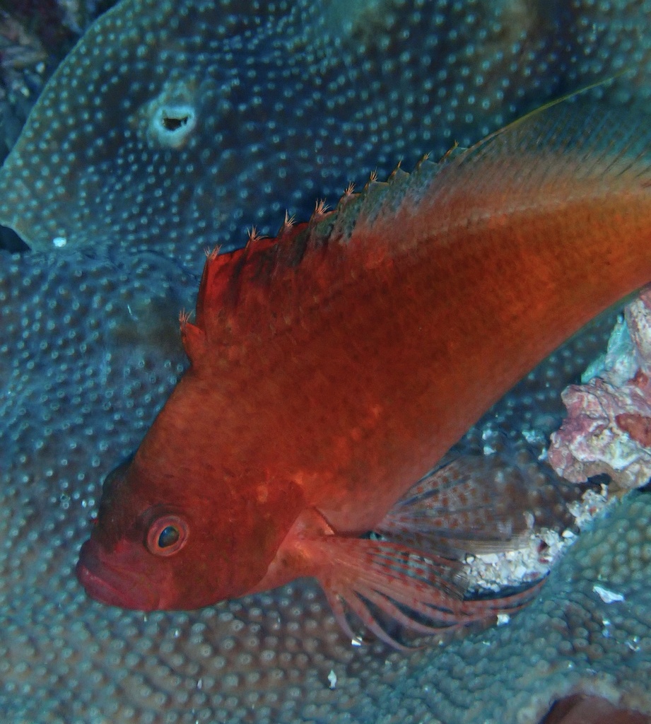 Swallowtail hawfish