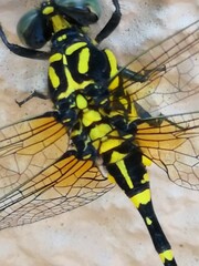 Melligomphus viridicostus