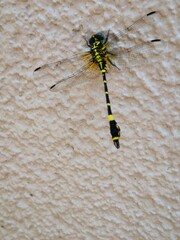 Melligomphus viridicostus