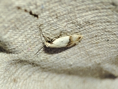 Odites kollarella