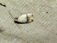 Odites kollarella