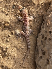 Phyllodactylus nocticolus