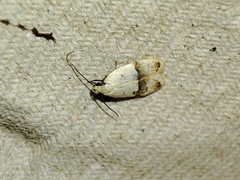 Odites kollarella
