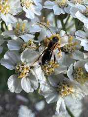 Molorchus longicollis
