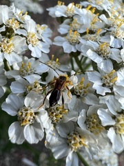 Molorchus longicollis