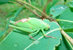 Caedicia pictipes