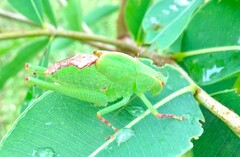Caedicia pictipes
