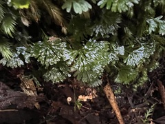 Hymenophyton flabellatum