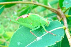 Caedicia pictipes