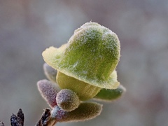 Maireana pyramidata