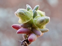 Maireana pyramidata