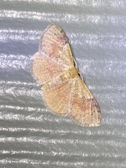 Leptostales ferruminaria