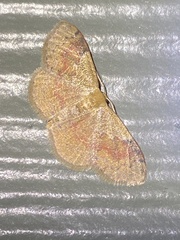 Leptostales ferruminaria