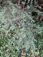 Pimelea axiflora