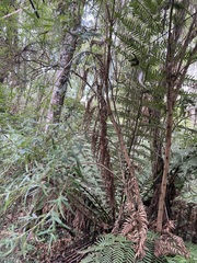 Pimelea axiflora