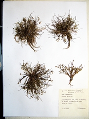 Juncus amuricus