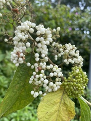 Callicarpa formosana formosana