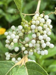 Callicarpa formosana formosana