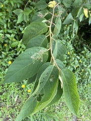 Callicarpa formosana formosana