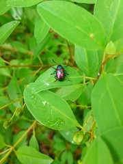 Platycorynus undatus