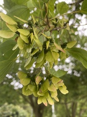 Acer buergerianum