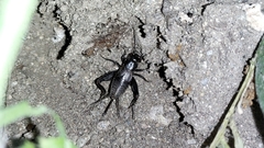 Modicogryllus algirius