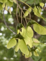 Acer buergerianum