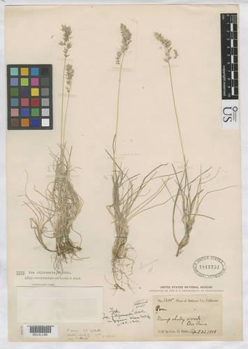 timber blue grass (Poa rhizomata)