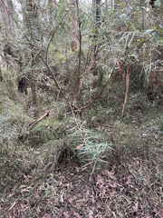 Pimelea axiflora