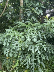 Heptapleurum heptaphyllum