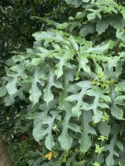 Heptapleurum heptaphyllum