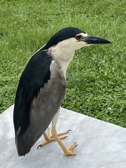 Nycticorax nycticorax
