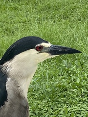 Nycticorax nycticorax